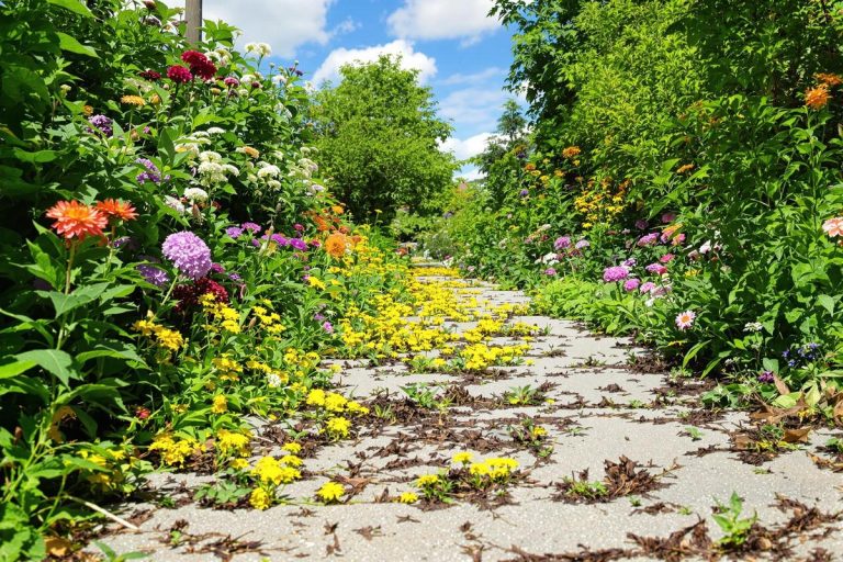 Allées envahies ? Le traitement de la semaine pour bloquer les herbes.jpg