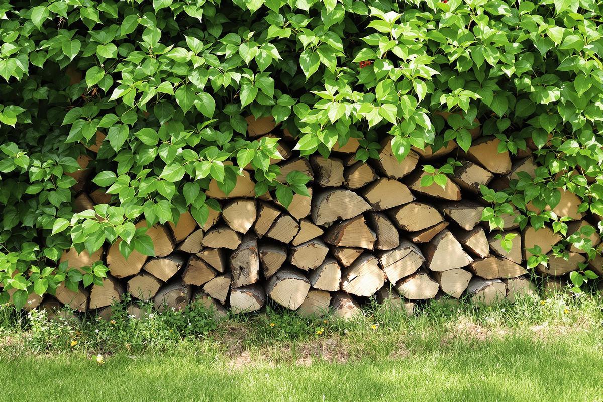 Attention aux vipères : avec la chaleur, elles adorent se cacher sous cet objet de votre jardin.jpg