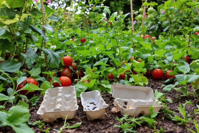 Boîte d’œufs : l’astuce facile pour un potager sans limaces.jpg