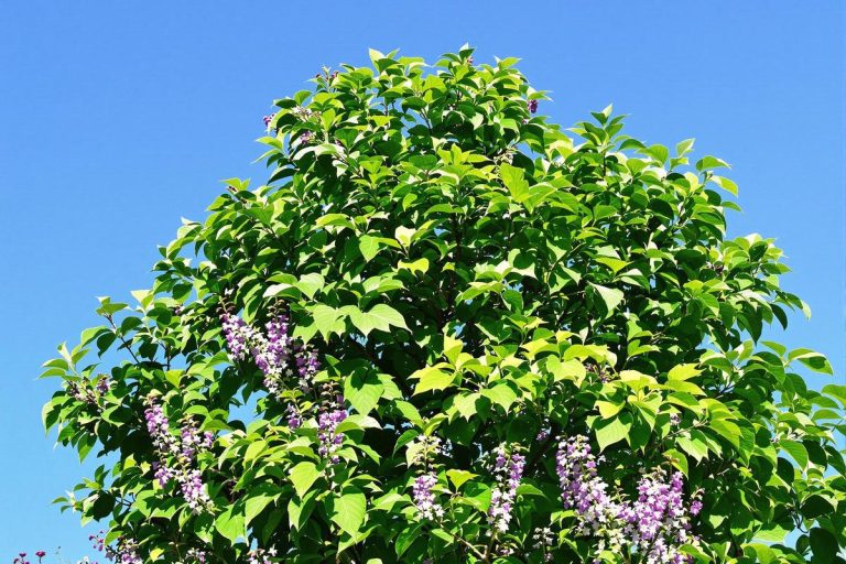 Cet arbre express crée une oasis même sous 40 °C.jpg
