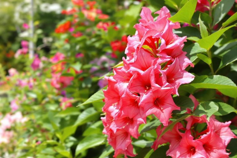 Faites vite ce geste oublié en juin : votre dipladénia explosera de fleurs cet été.jpg