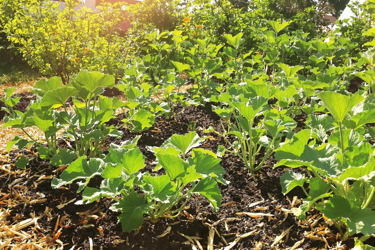 Fortes chaleurs : voici les fruits et légumes à planter pour un potager sans arrosage quotidien !.jpg