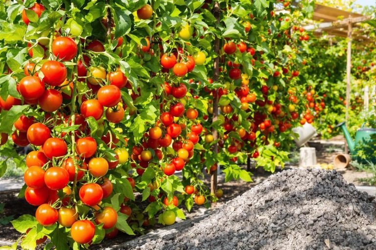 J’ai testé cet ingrédient oublié au pied des tomates : ma récolte a doublé en seulement 1 mois !.jpg