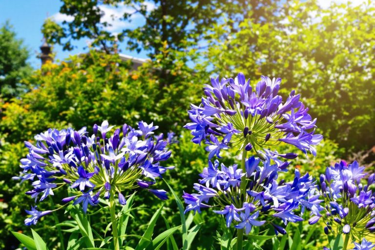 Jardin : dernière chance en juin pour planter cette vivace sublime qui adore le soleil !.jpg
