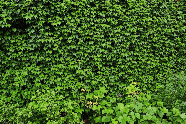 Jardin envahi de lierre ? Ce geste tout simple l’élimine sans chimie.jpg