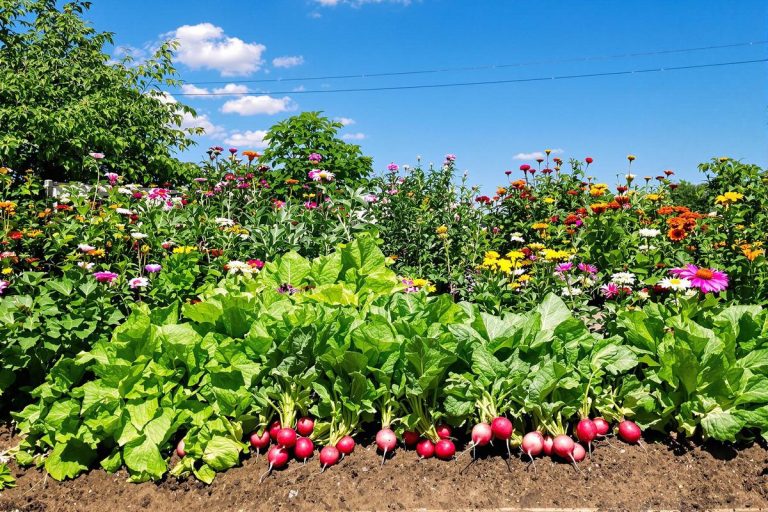 Juin au jardin : voici ce que les jardiniers futés continuent de semer (alors que d’autres arrêtent !).jpg