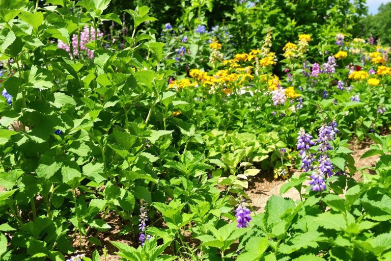 Juin : ces semis malins garantissent encore de superbes récoltes.jpg