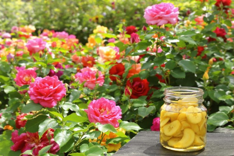 L’astuce bluffante : comment mes bananes fermentées nourrissent mes rosiers pendant des mois !.jpg