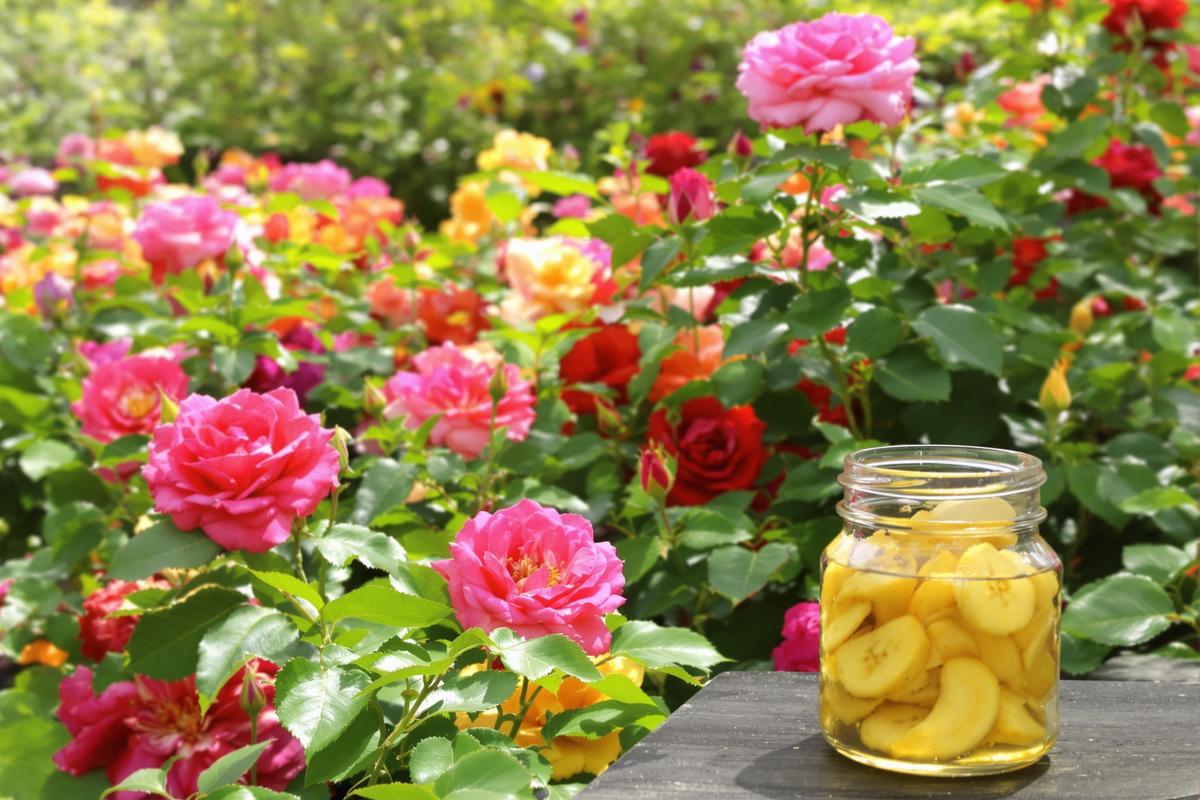 L’astuce bluffante : comment mes bananes fermentées nourrissent mes rosiers pendant des mois !.jpg