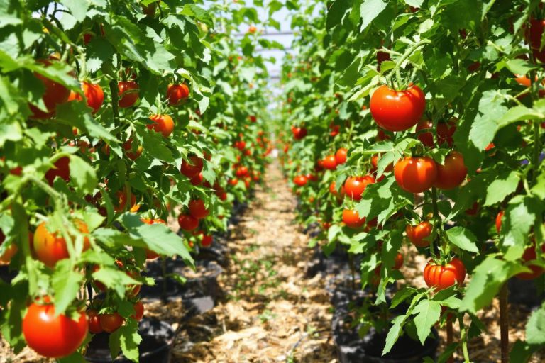 L’astuce de juin qui double la production de tomates.jpg