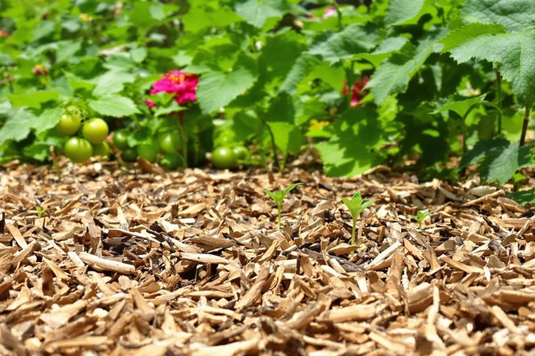 Paillage : les 4 inconvénients qu’on ne vous dit jamais.jpg