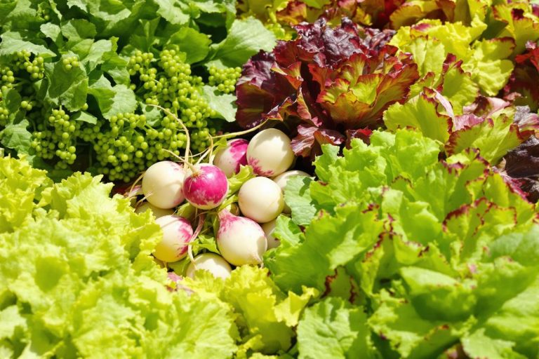 Personne n’y pense en juin : ces 3 légumes poussent vite et se récoltent dès septembre !.jpg