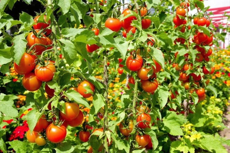 Pucerons sur tomates ? Ce mélange miracle les élimine en 48 h.jpg