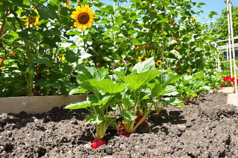 Radis creux et piquants ? La solution anti-chaleur qui marche.jpg