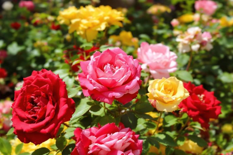 Rosiers en juin : le soin oublié qui décuple la floraison.jpg