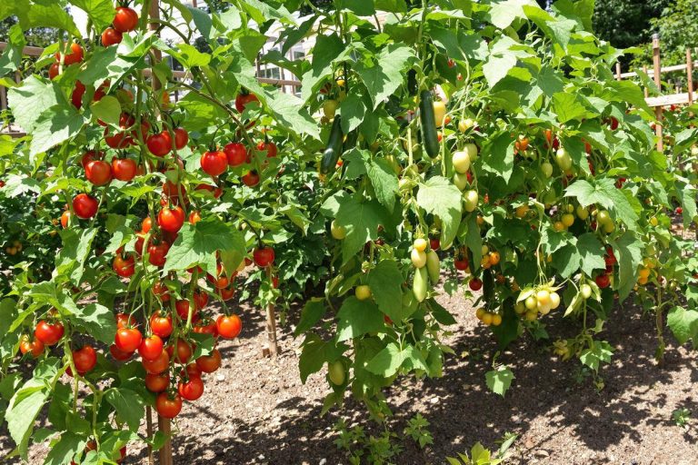 Stop à cette erreur classique au potager : voici comment sauver tomates et concombres dès maintenant.jpg