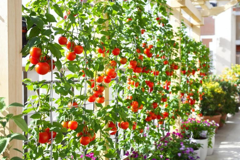 Tomates de balcon : la méthode verticale sans tuteur qui change tout.jpg