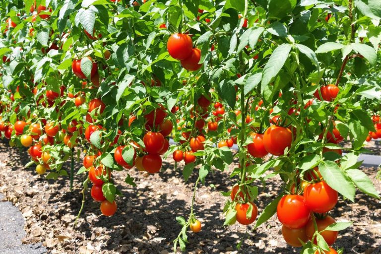 Tomates mal parties ? La méthode de juin qui les sauve et booste la récolte.jpg
