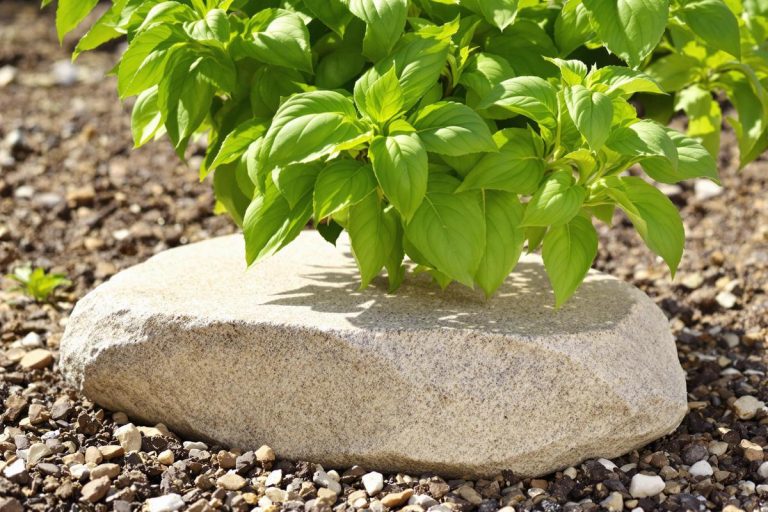 Une pierre au pied du basilic : le secret de croissance découvert chez mes grands-parents.jpg