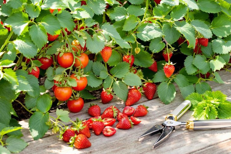 Urgent : adoptez ce geste malin en juin pour sauver fraises et tomates (évitez cette erreur !).jpg