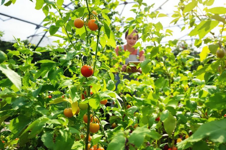 Urgent : adoptez ce réflexe simple en juin pour garantir des récoltes abondantes tout l’été.jpg
