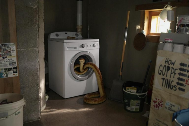 Vipères dans la maison : l’endroit surprenant où elles adorent se cacher pendant les fortes chaleurs.jpg