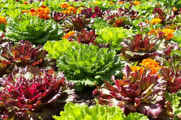 Voici pourquoi mes salades montaient toujours (et l'astuce d'un vieux jardinier qui a tout changé !).jpg