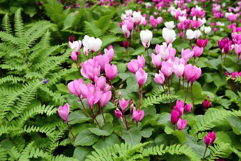 À planter d’urgence avant août : cette fleur sublime transforme votre jardin à la rentrée.jpg