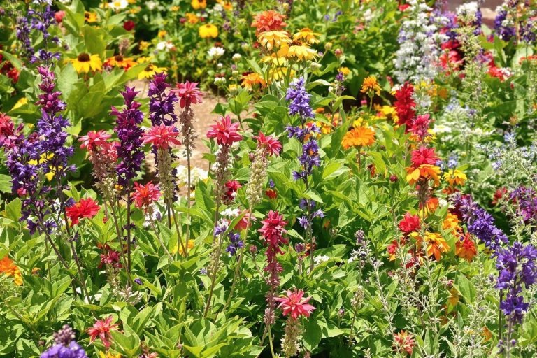 Canicule annoncée : comment éviter que votre massif fleuri dépérisse en été grâce à ces variétés peu connues à planter dès maintenant.jpg