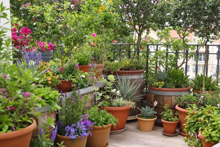 C’est le moment d’adopter ces plantes increvables pour un balcon verdoyant tout l’été sans corvée d’arrosage.jpg