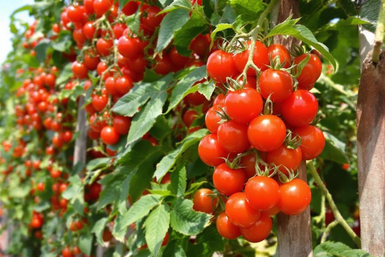 C'est le moment idéal pour semer cette délicieuse tomate cerise tardive que vous récolterez au cœur de l'automne.jpg