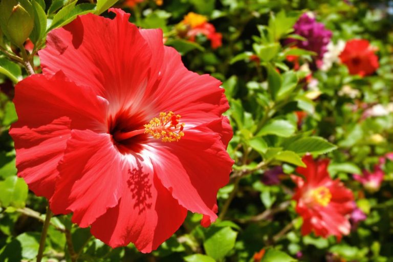 Cette fleur est incontestablement LA star de l'été au jardin : comment la cultiver ?.jpg