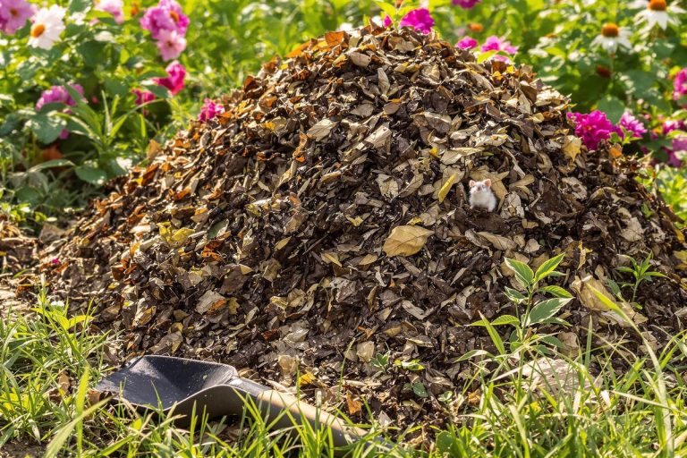 Compost : 5 indices inquiétants que des serpents s’y cachent déjà.jpg