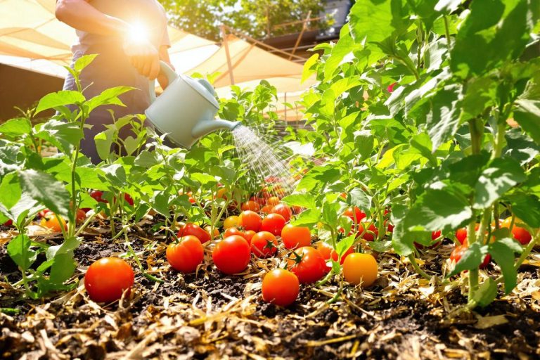 En plein été, ne laissez pas la chaleur ruiner vos récoltes : nos conseils simples et surprenants pour garder tous vos légumes bien frais au potager.jpg