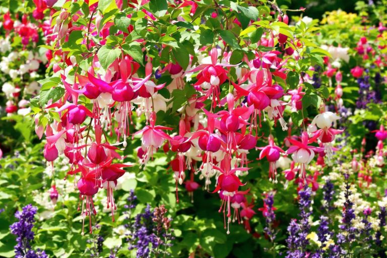 Les gestes essentiels à faire tout de suite pour une floraison généreuse sur vos fuchsias.jpg