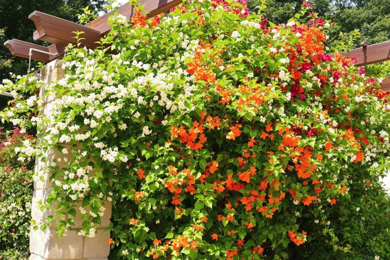 Ne faites surtout pas cette erreur au début de l’été : adoptez vite ces végétaux mystérieux pour couvrir vos murs ou votre pergola sans craindre la sécheresse !.jpg