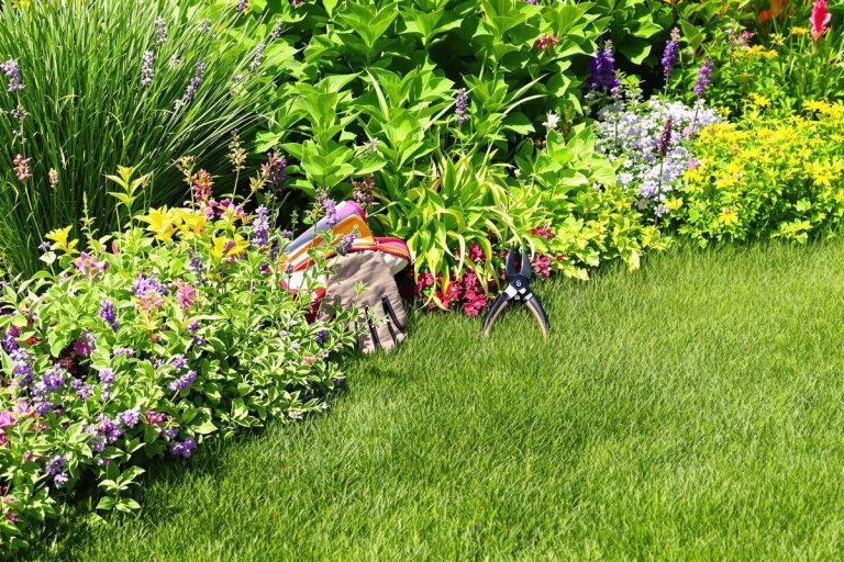 Pelouse grillée ? Ce geste simple redonne fraîcheur et éclat dès la fin juillet.jpg