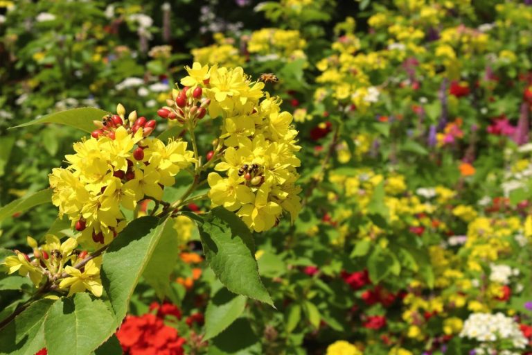 Plantez ce fruit rare fin juillet : surprise garantie au verger et biodiversité en bonus.jpg