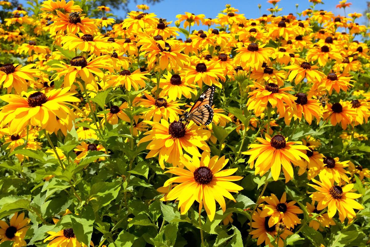 Plantez cette vivace colorée maintenant : elle relance vos massifs sans effort.jpg