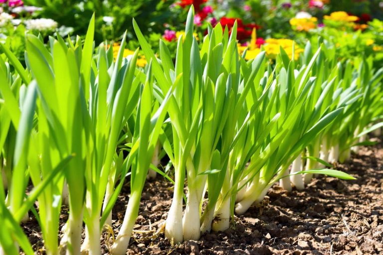Poireaux d’été : la méthode express pour une récolte même sous 40°C.jpg