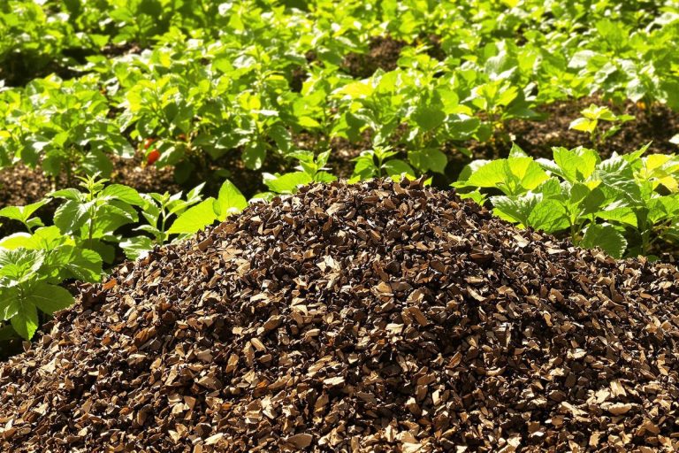 Potager au top : 6 erreurs compost à éviter pour booster vos récoltes.jpg