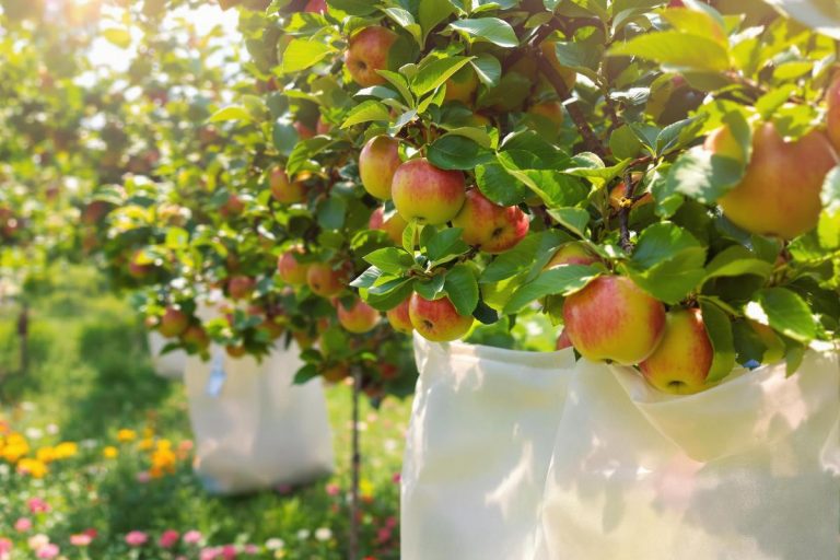 Protégez vos fruits des insectes en juillet : l’astuce simple pour récolter de belles pommes et booster votre verger cet été.jpg