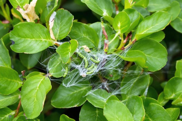 Pyrale du buis : 80 % des jardiniers posent ce piège trop tard – voici quand agir.jpg
