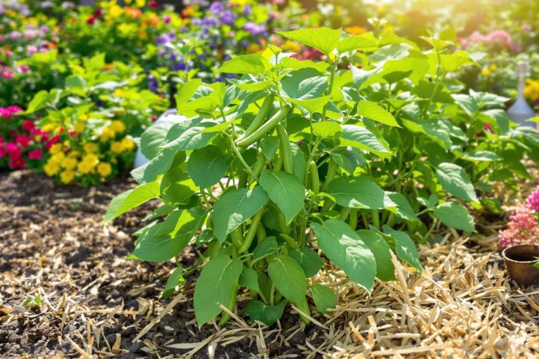 Relancez vos haricots en été : 3 gestes clés pour booster vos récoltes sans gaspiller d’eau.jpg