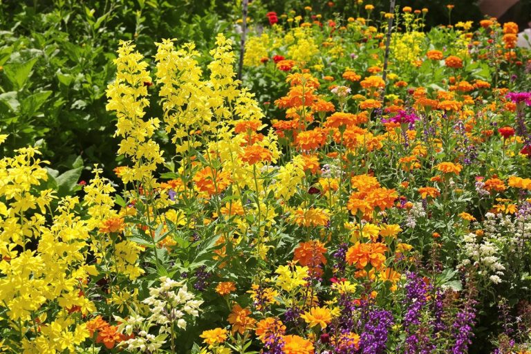 Stop aux pesticides ! Ces jolies plantes protègent votre potager des pucerons naturellement.jpg