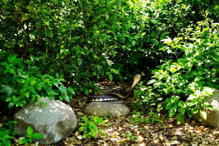 Vipères : ce coin précis du jardin où elles se cachent en ce moment.jpg
