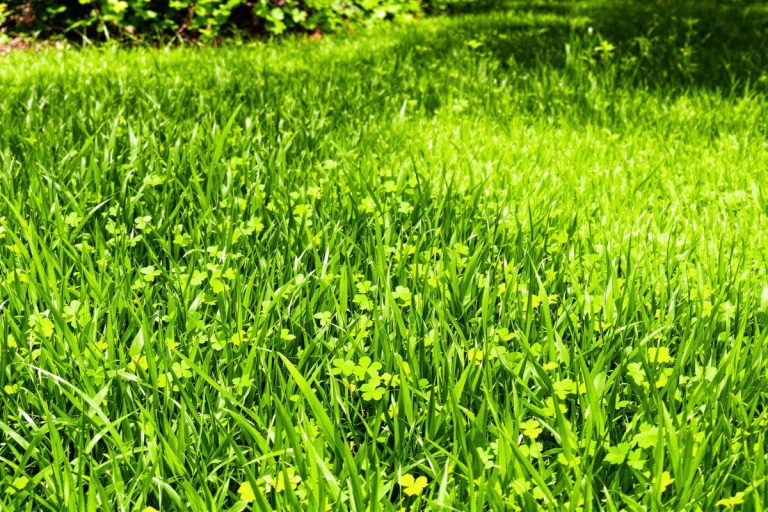 Votre gazon est envahi par le trèfle ? Voici ce que ça signifie vraiment (et la méthode pour l'éradiquer).jpg