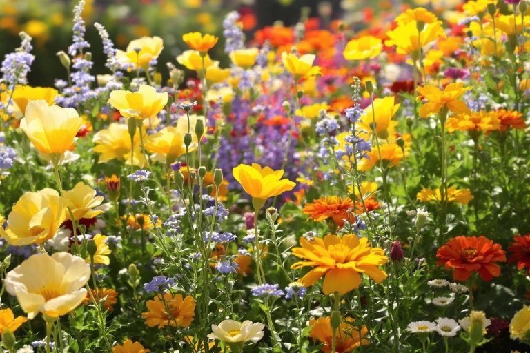 Vous devez absolument semer ces variétés méconnues avant la mi-juillet si vous ne voulez pas d’un jardin triste et asséché à la rentrée.jpg